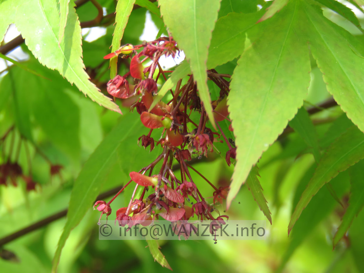 Acer palmatum Osakazuki - Bluetenmacro02.JPG